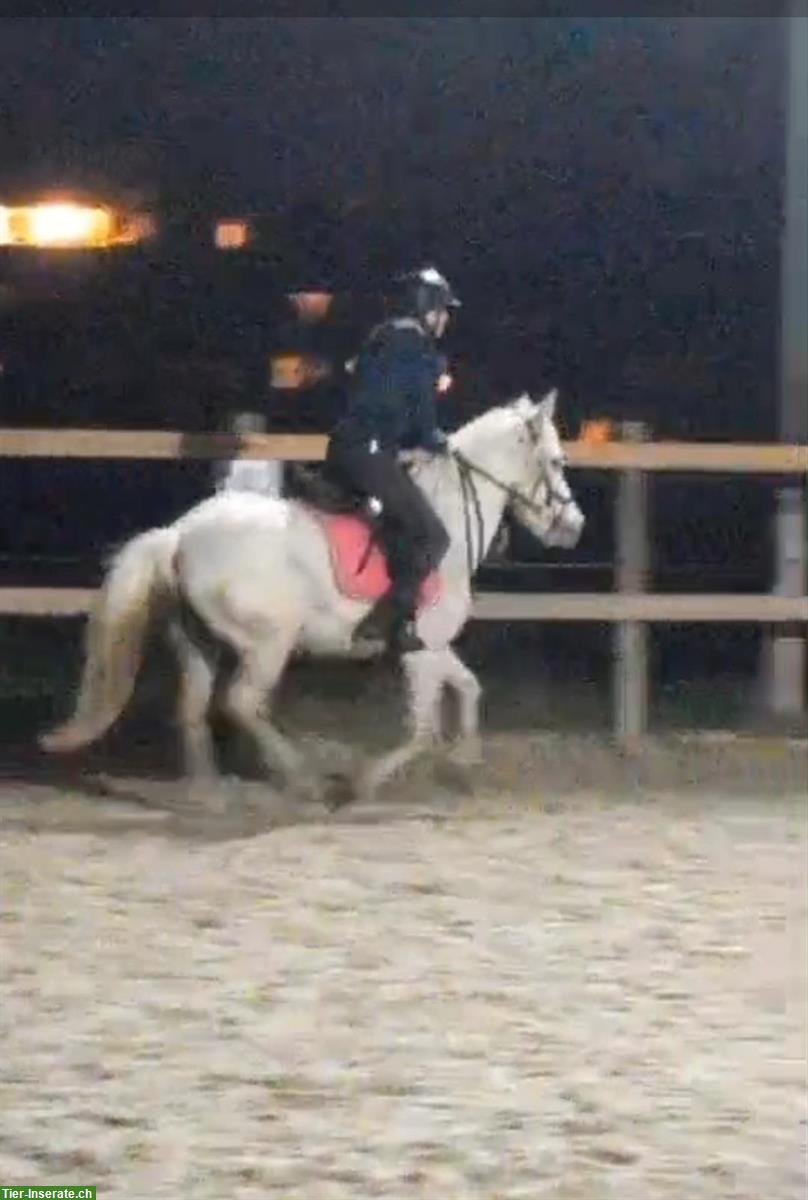 Bild 2: Suche Reitbeteiligung auf Brevet Niveau, Nähe Rain LU