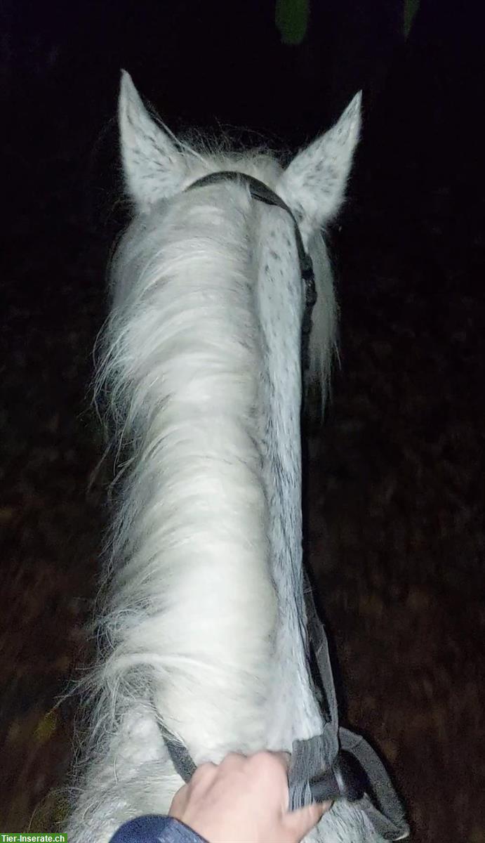 Bild 3: Suche Reitbeteiligung auf Brevet Niveau, Nähe Rain LU