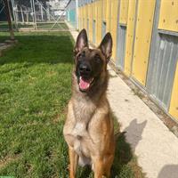 Malinois Hündin sucht ein neues Zuhause