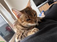 Wunderschöne Bengal Katze, knapp 1,5-jährig zu verkaufen