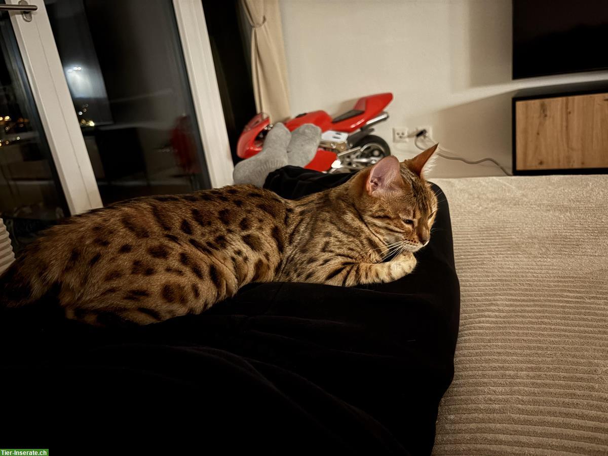 Bild 2: Wunderschöne Bengal Katze, knapp 1,5-jährig zu verkaufen