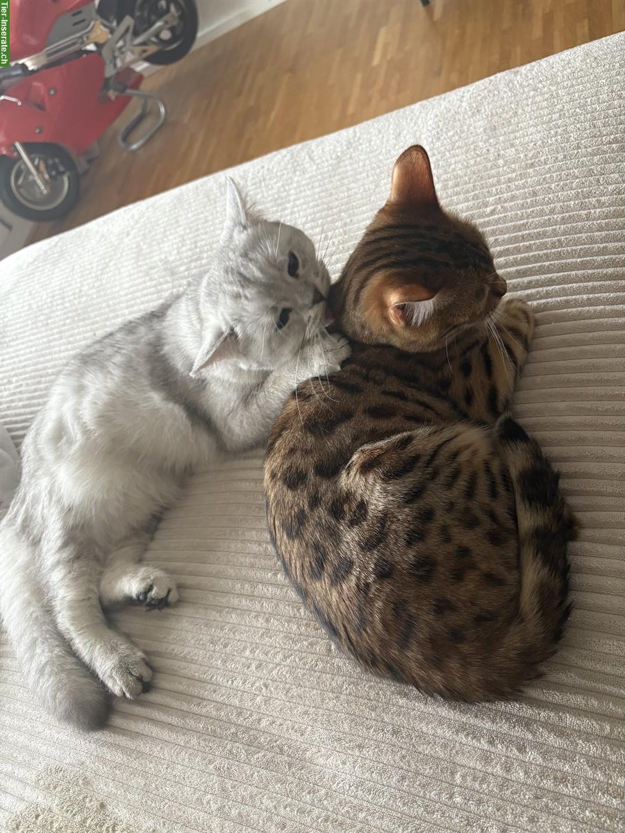 Bild 3: Wunderschöne Bengal Katze, knapp 1,5-jährig zu verkaufen