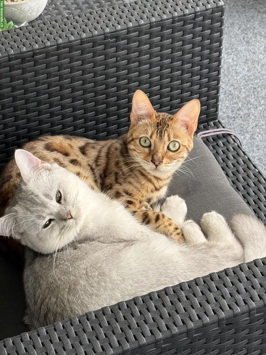 Bild 4: Wunderschöne Bengal Katze, knapp 1,5-jährig zu verkaufen