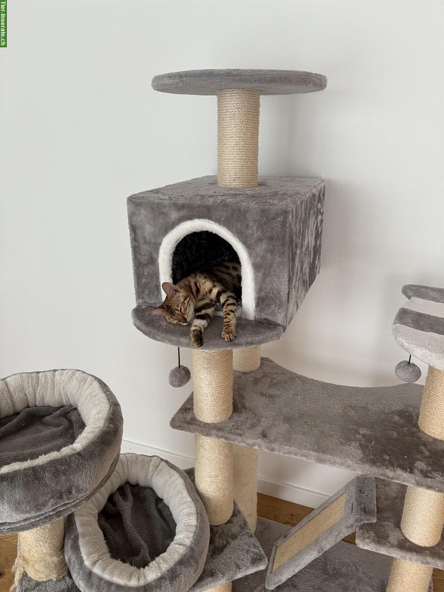 Bild 5: Wunderschöne Bengal Katze, knapp 1,5-jährig zu verkaufen