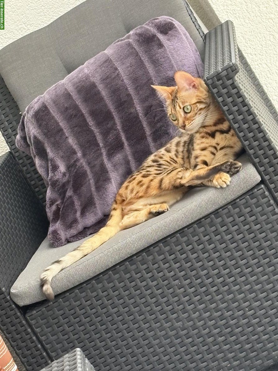 Bild 6: Wunderschöne Bengal Katze, knapp 1,5-jährig zu verkaufen