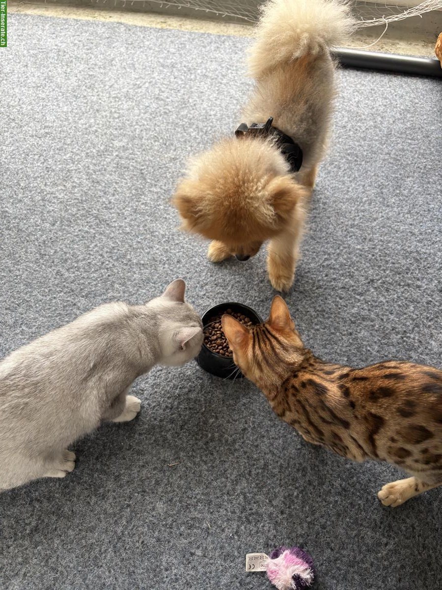 Bild 7: Wunderschöne Bengal Katze, knapp 1,5-jährig zu verkaufen