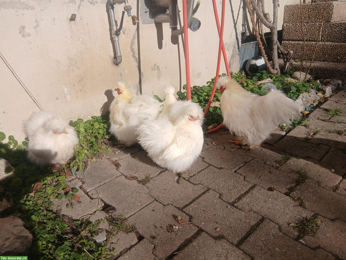 Bild 3: Kaninchen und Hühnermist für Garten und Kompost