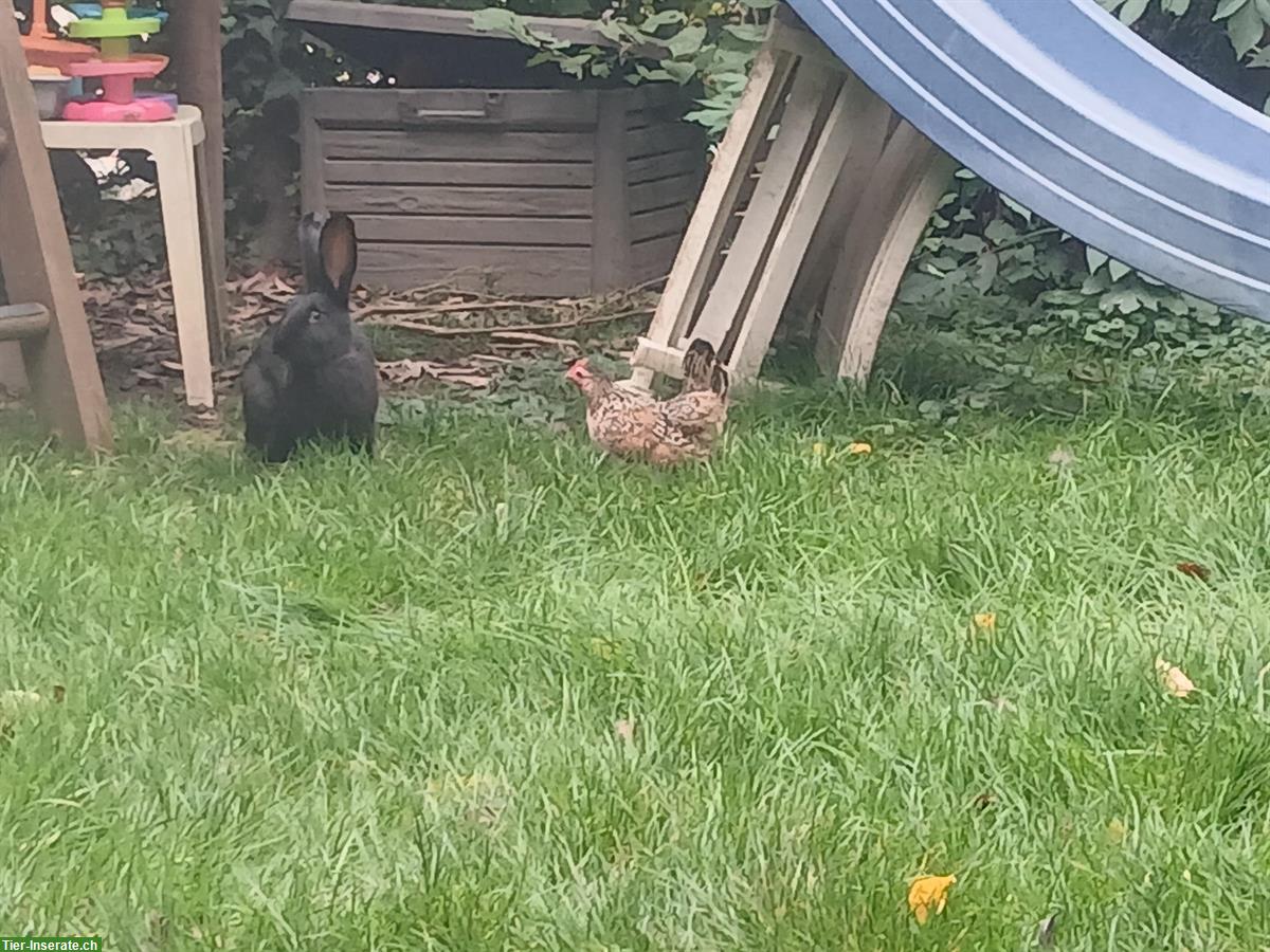 Bild 4: Kaninchen und Hühnermist für Garten und Kompost