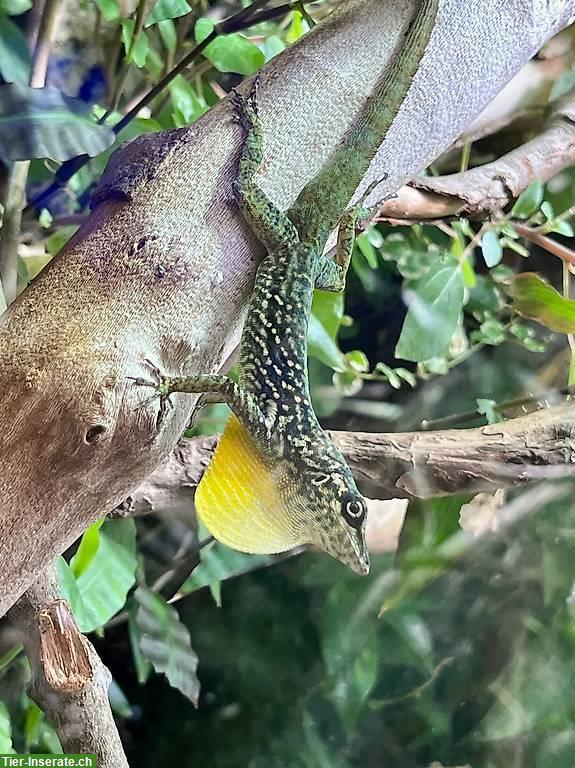 1.1. Anolis Roquet Roquet "Le Diamant" zu verkaufen