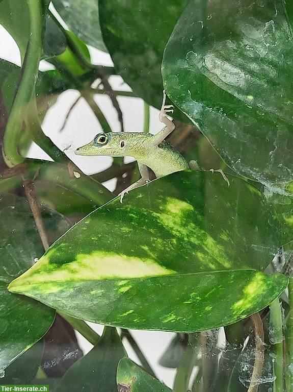 Bild 3: 1.1. Anolis Roquet Roquet "Le Diamant" zu verkaufen