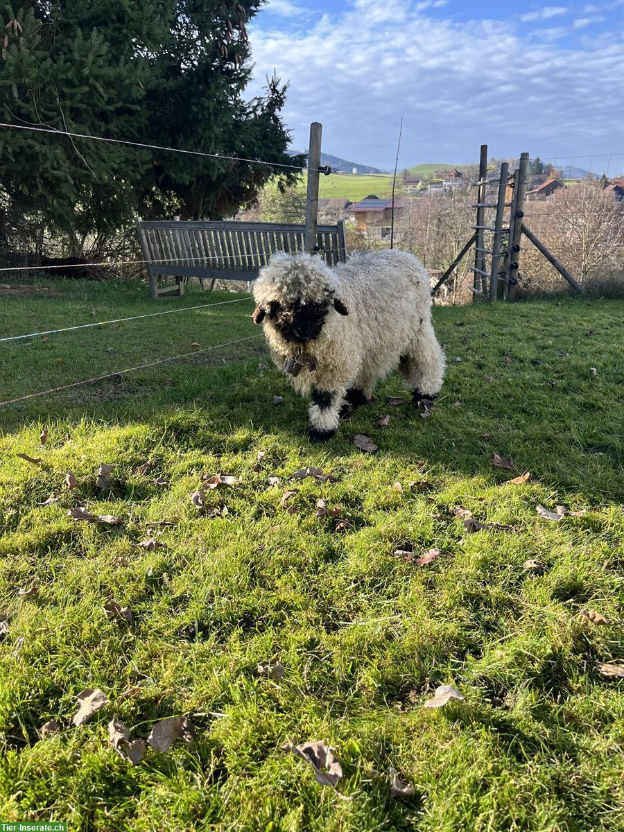 Walliser Schwarznasen Aue zu verkaufen