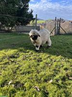 Walliser Schwarznasen Aue zu verkaufen