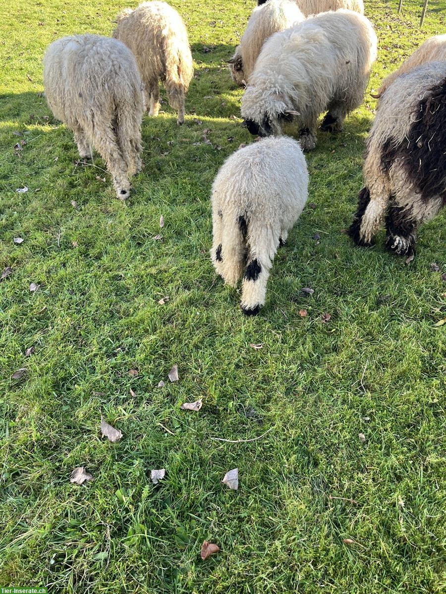 Bild 2: Walliser Schwarznasen Aue zu verkaufen