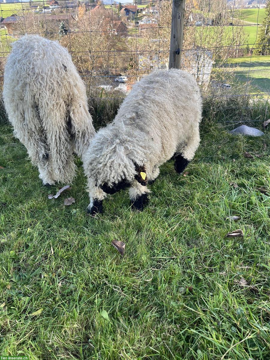 Bild 3: Walliser Schwarznasen Aue zu verkaufen