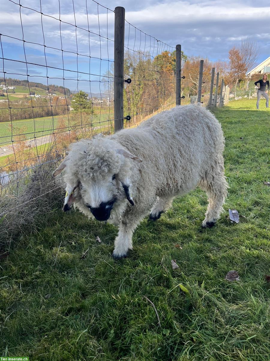 Walliser Schwarznasen x Engadiner Schafbock