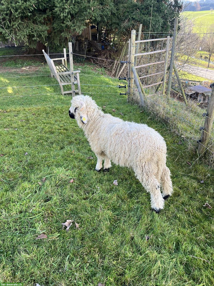 Bild 2: Walliser Schwarznasen x Engadiner Schafbock