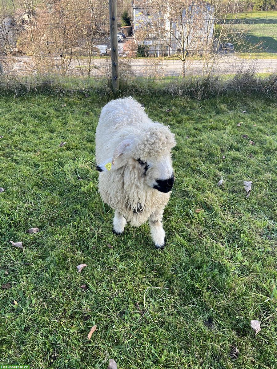 Bild 3: Walliser Schwarznasen x Engadiner Schafbock