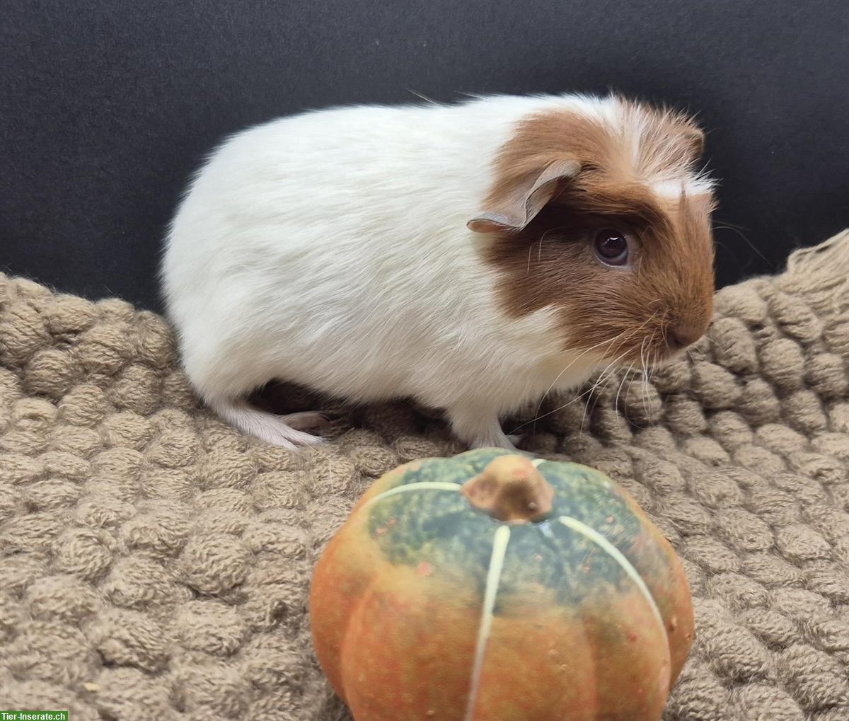 Crested Meerschweinchen Weibchen in gold/weiss