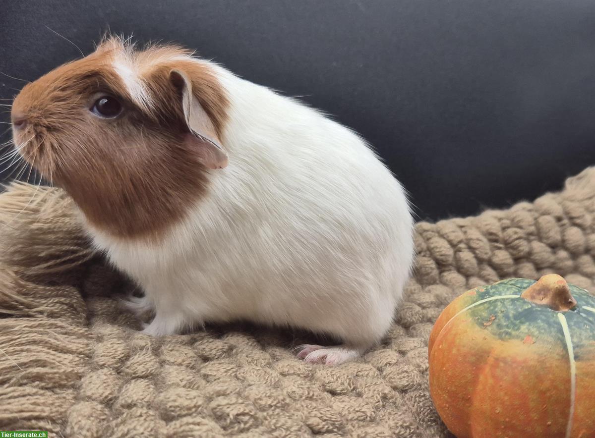 Bild 2: Crested Meerschweinchen Weibchen in gold/weiss