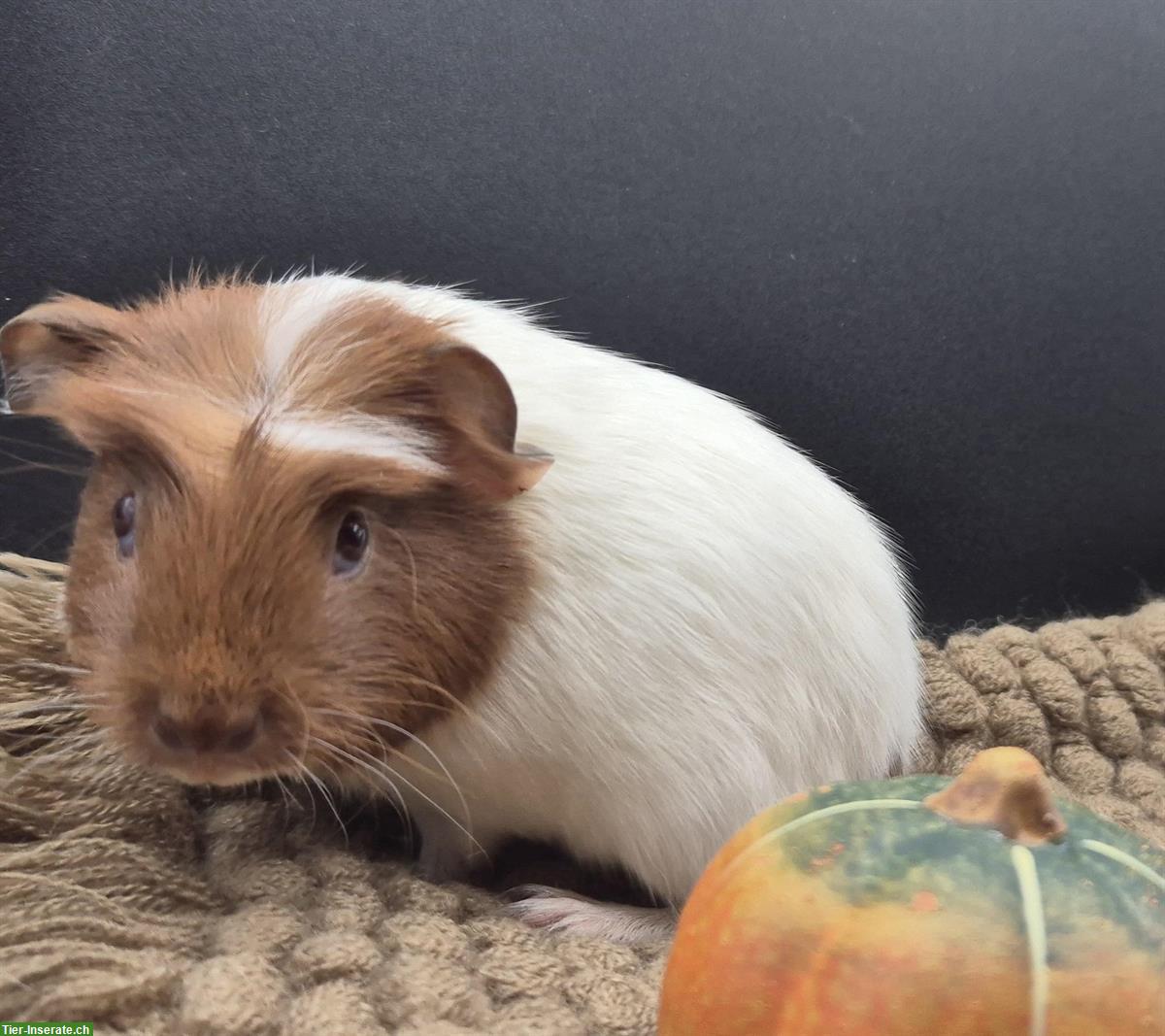 Bild 3: Crested Meerschweinchen Weibchen in gold/weiss