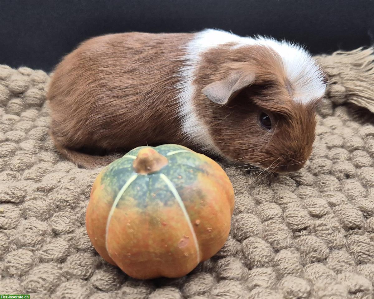 Bild 4: Crested Meerschweinchen Weibchen in gold/weiss