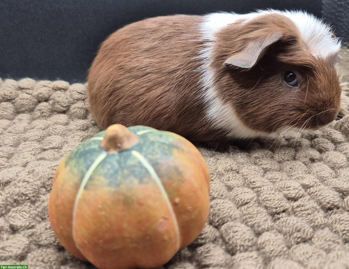 Bild 5: Crested Meerschweinchen Weibchen in gold/weiss