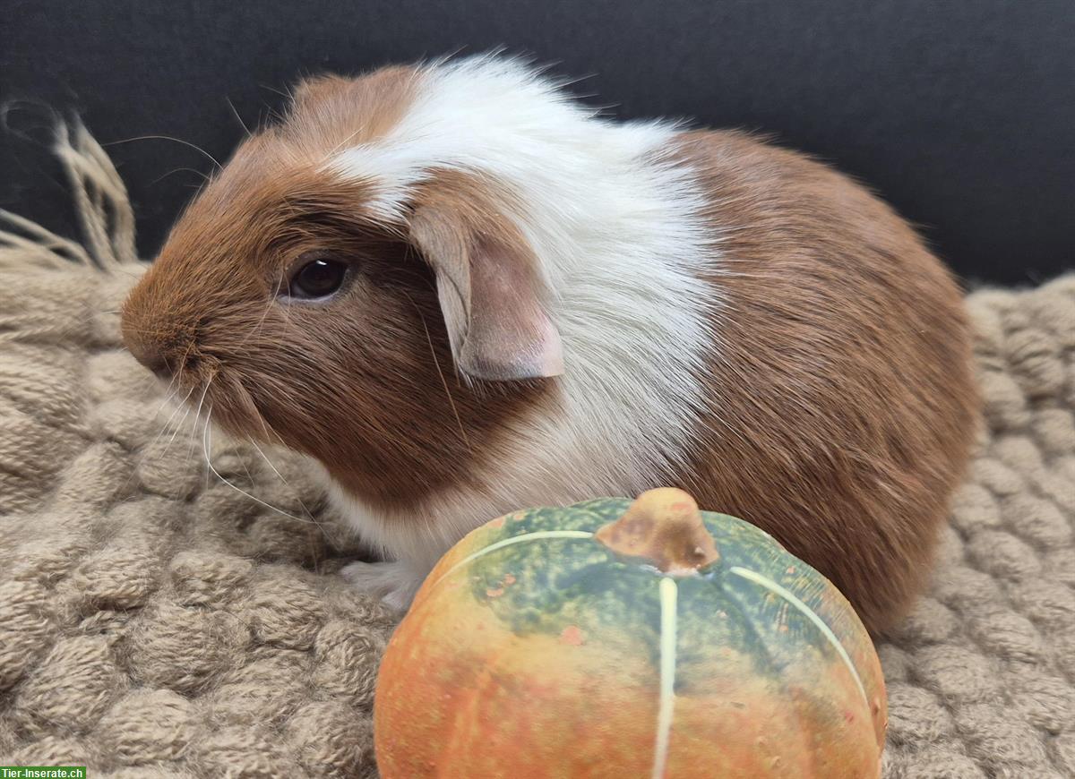 Bild 6: Crested Meerschweinchen Weibchen in gold/weiss