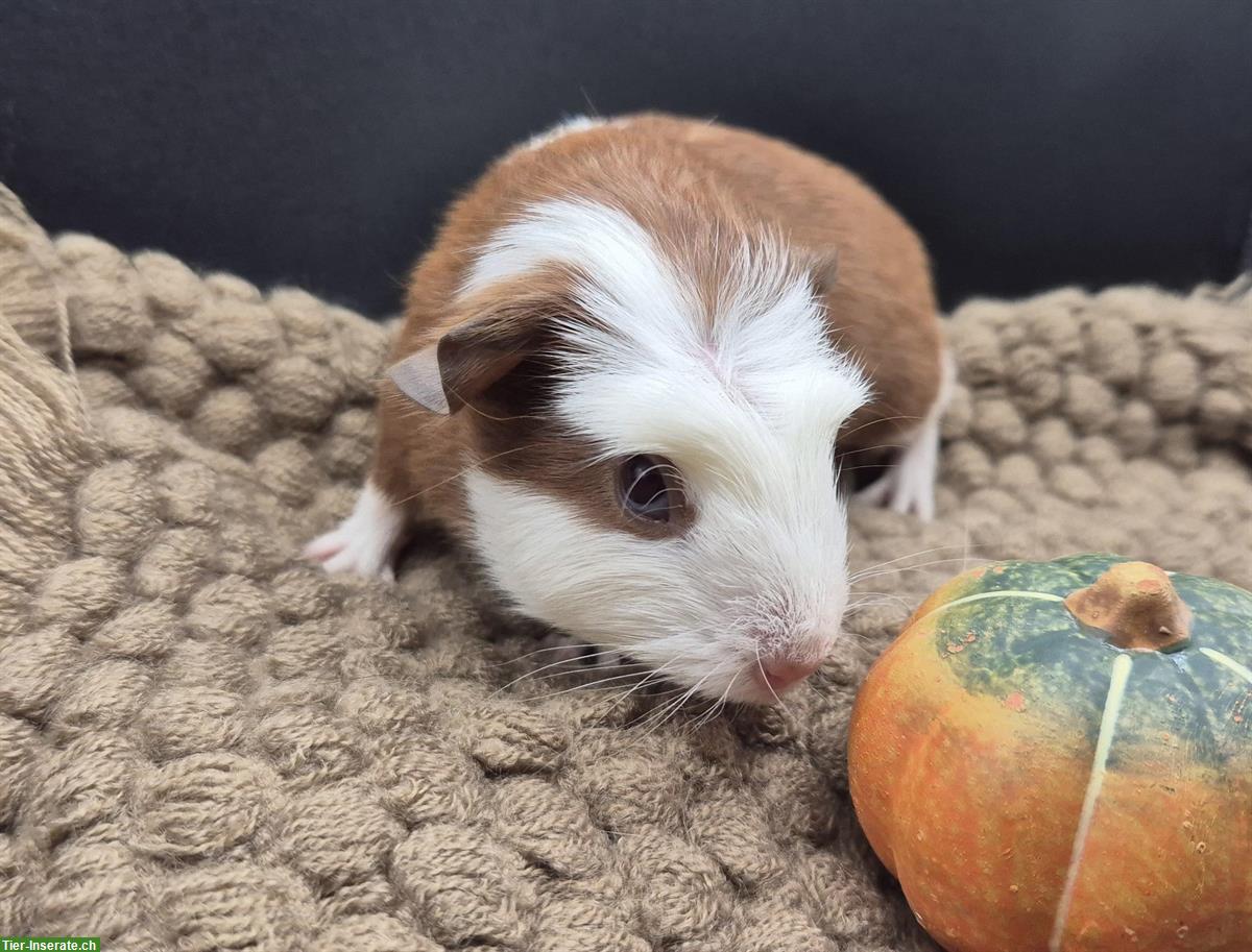 Bild 7: Crested Meerschweinchen Weibchen in gold/weiss