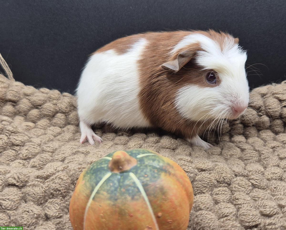 Bild 9: Crested Meerschweinchen Weibchen in gold/weiss