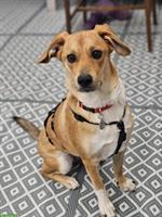 Junghündin Lucy sucht ihr Zuhause