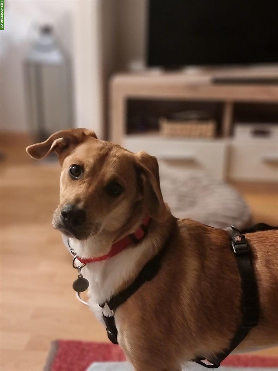 Bild 2: Junghündin Lucy sucht ihr Zuhause