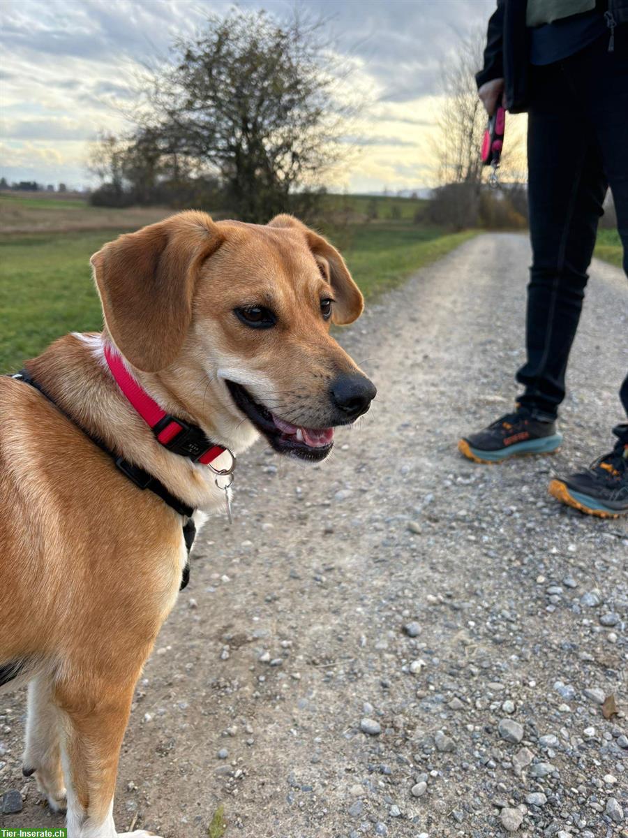 Bild 3: Junghündin Lucy sucht ihr Zuhause