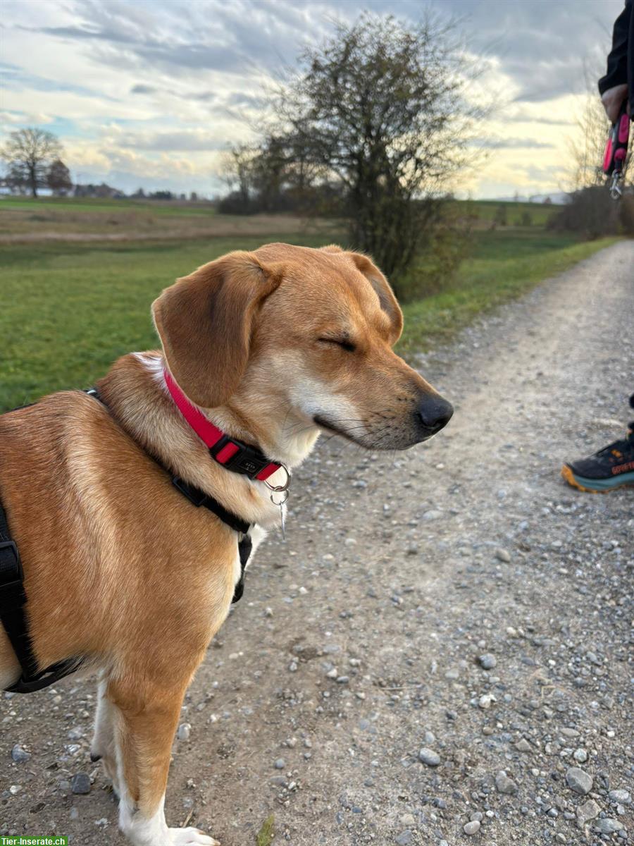 Bild 4: Junghündin Lucy sucht ihr Zuhause