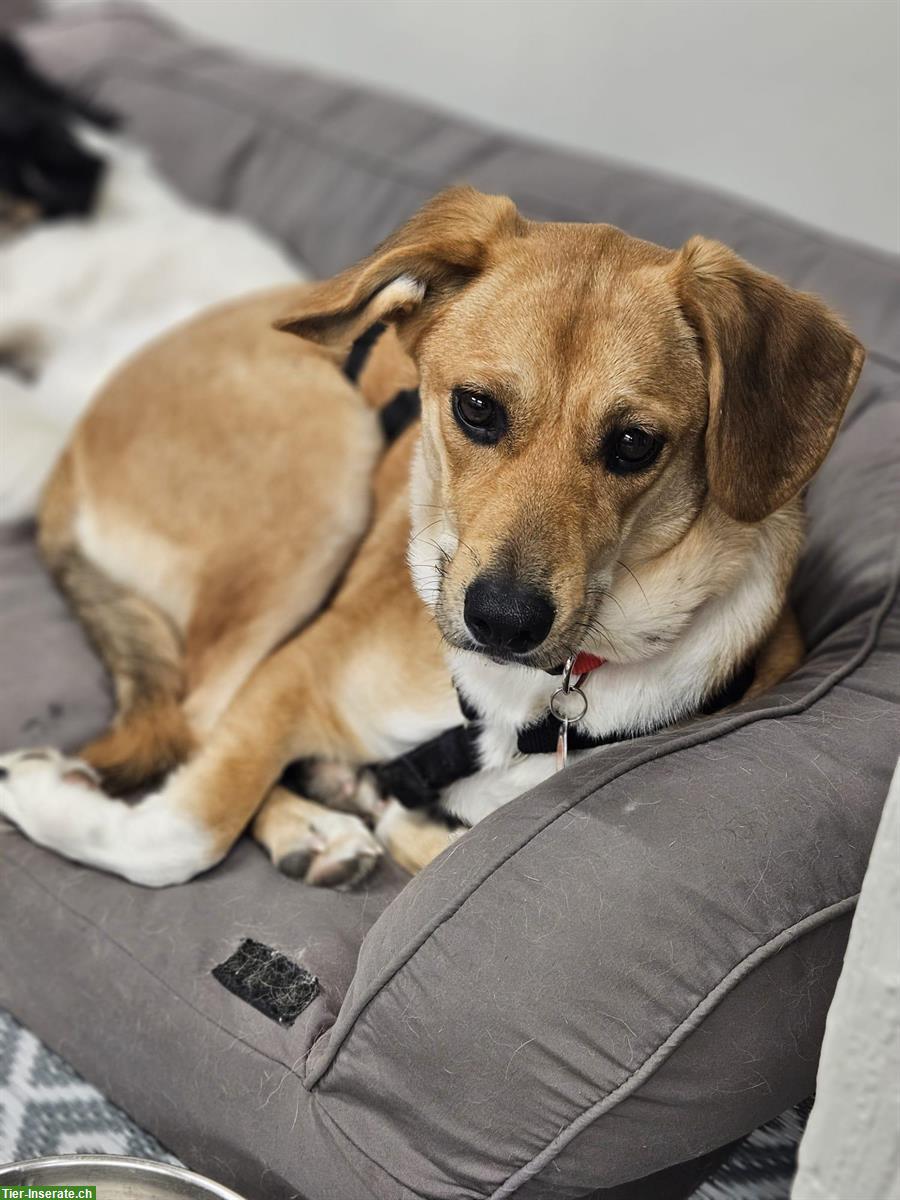 Bild 5: Junghündin Lucy sucht ihr Zuhause