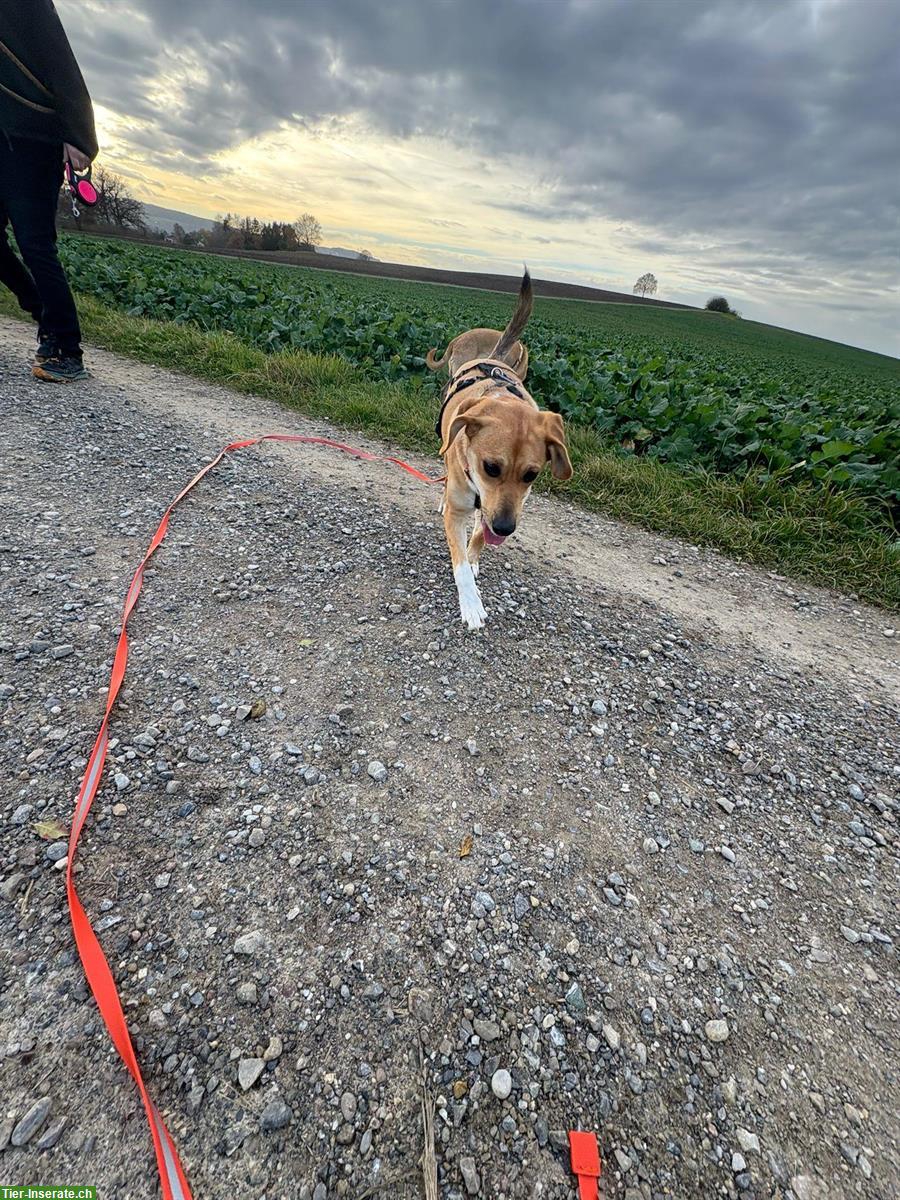 Bild 6: Junghündin Lucy sucht ihr Zuhause