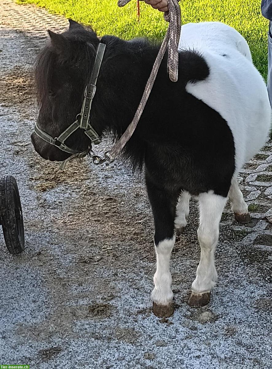 Mini Shetty als Beisteller oder zu verkaufen