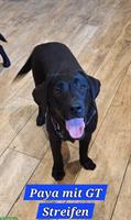 Schwarze Labrador Hündin zu verkaufen