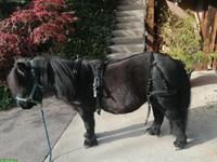 NEU: Einspänner Brustblatt-Geschirr für Shetty