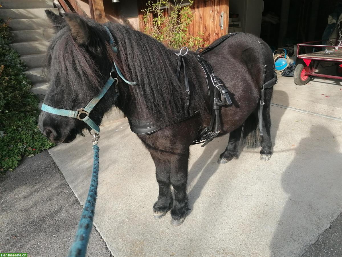 Bild 2: NEU: Einspänner Brustblatt-Geschirr für Shetty