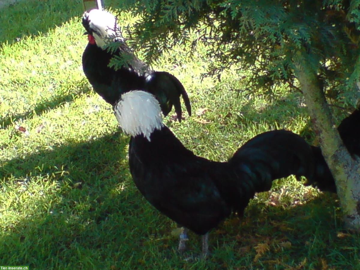 Zwerg Holländer Haubenhühner zu verkaufen