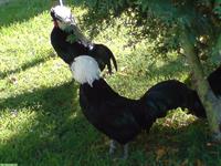 Zwerg Holländer Haubenhühner zu verkaufen