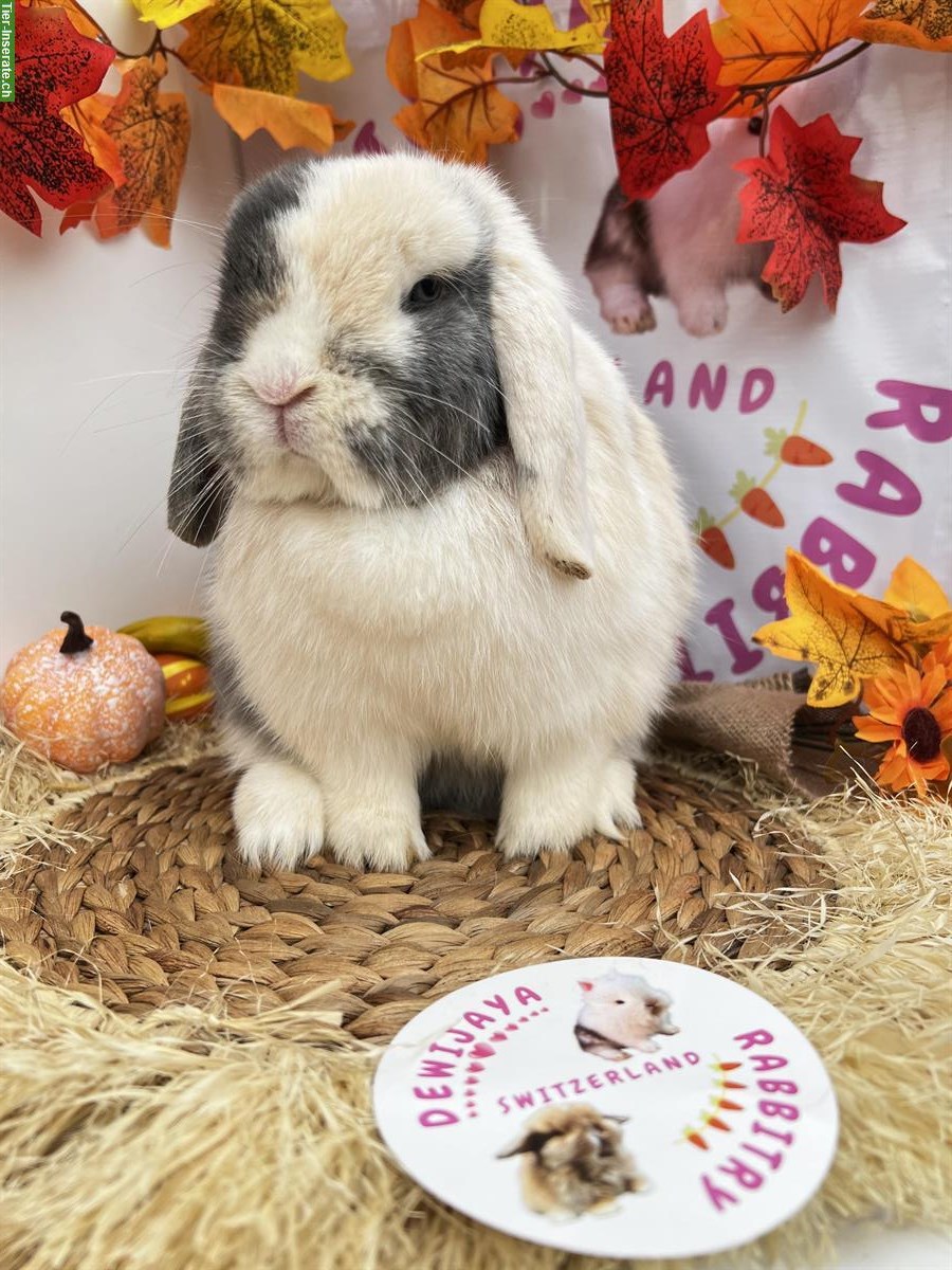 Erwachsene Minilop Zwergwidder Zwergkaninchen zu verkaufen