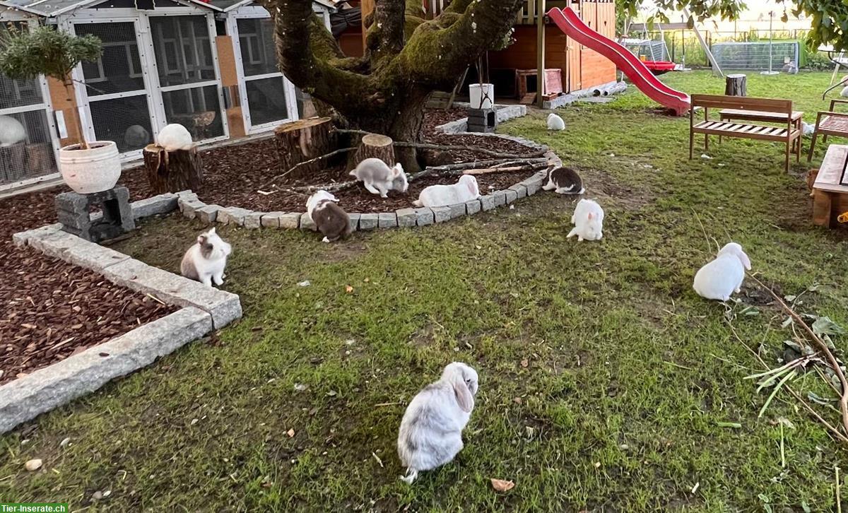 Bild 10: Erwachsene Minilop Zwergwidder Zwergkaninchen zu verkaufen