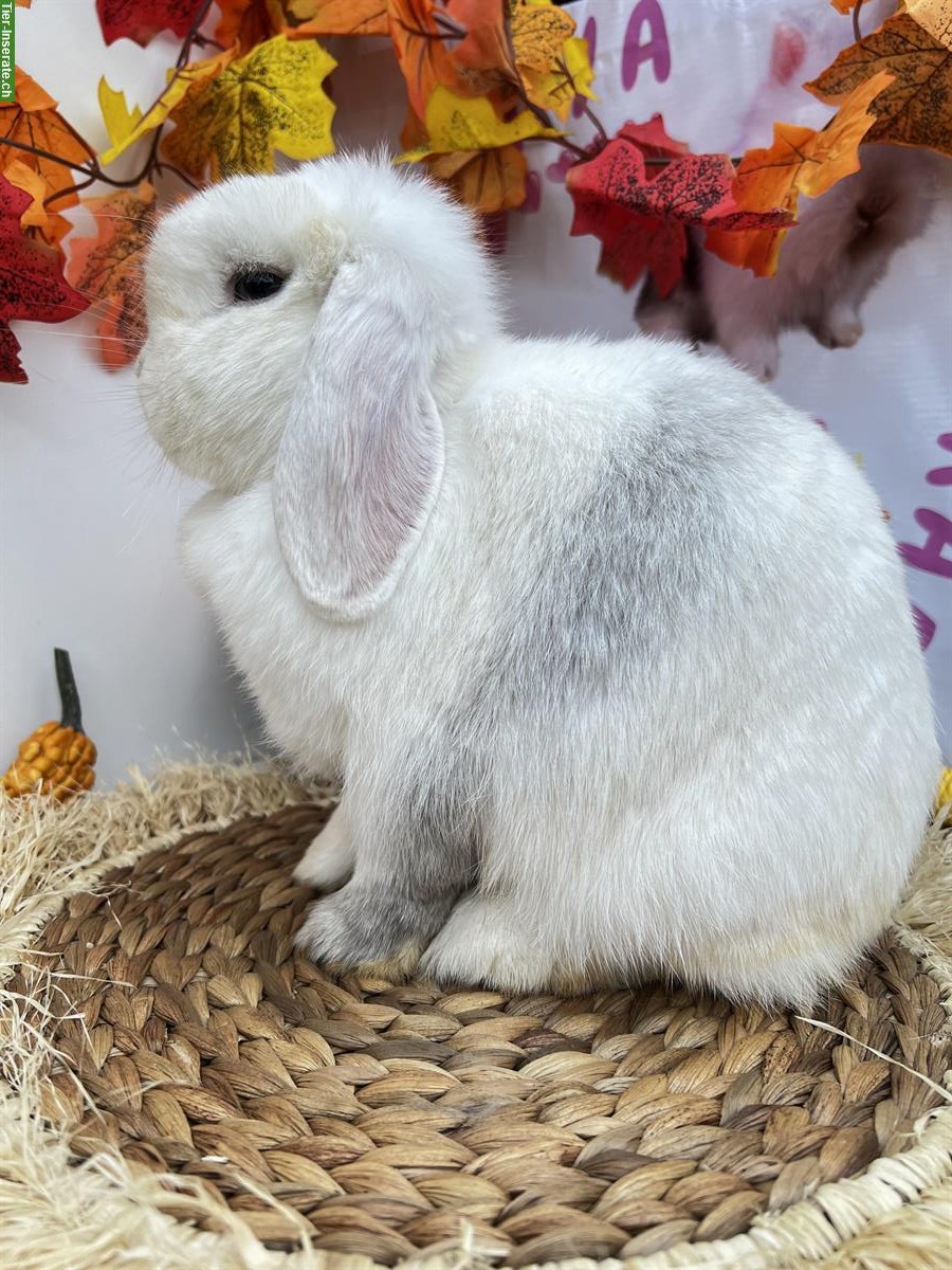 Bild 2: Erwachsene Minilop Zwergwidder Zwergkaninchen zu verkaufen