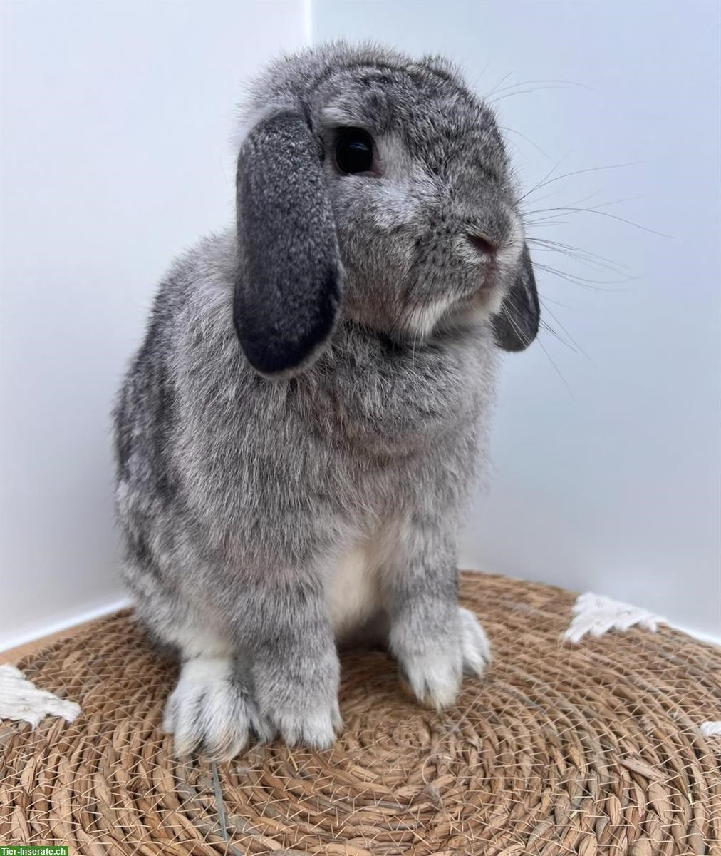 Bild 3: Erwachsene Minilop Zwergwidder Zwergkaninchen zu verkaufen