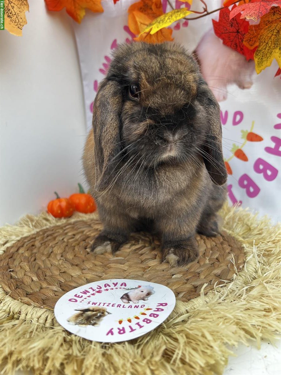 Bild 4: Erwachsene Minilop Zwergwidder Zwergkaninchen zu verkaufen
