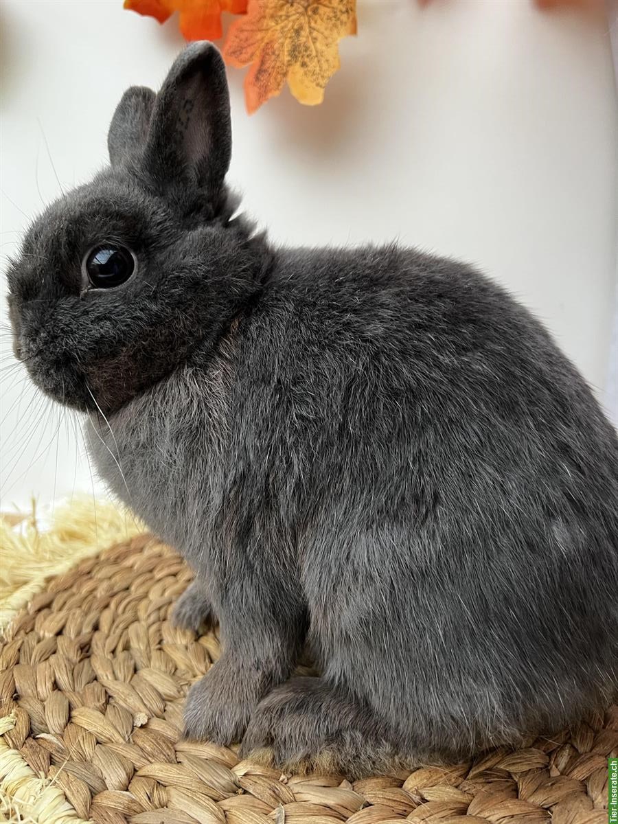 Bild 5: Erwachsene Minilop Zwergwidder Zwergkaninchen zu verkaufen