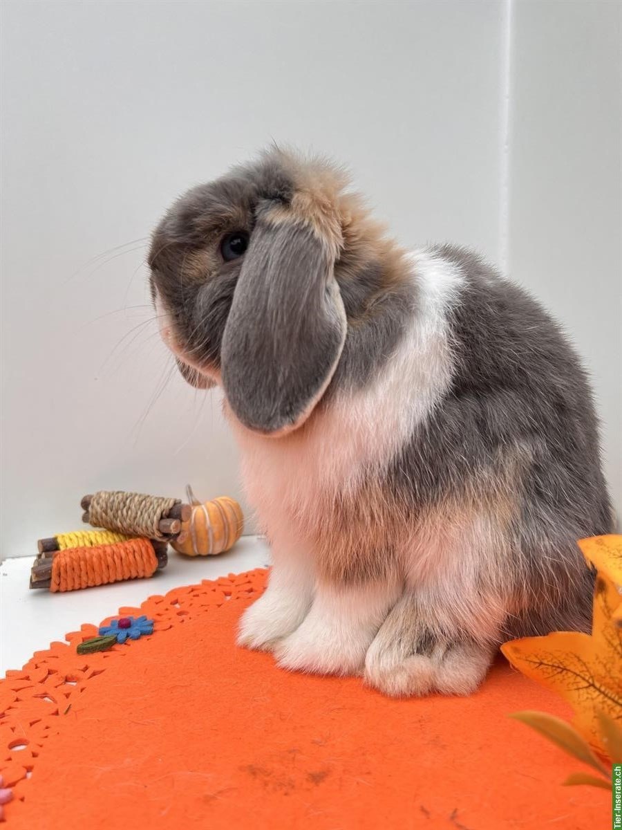 Bild 6: Erwachsene Minilop Zwergwidder Zwergkaninchen zu verkaufen