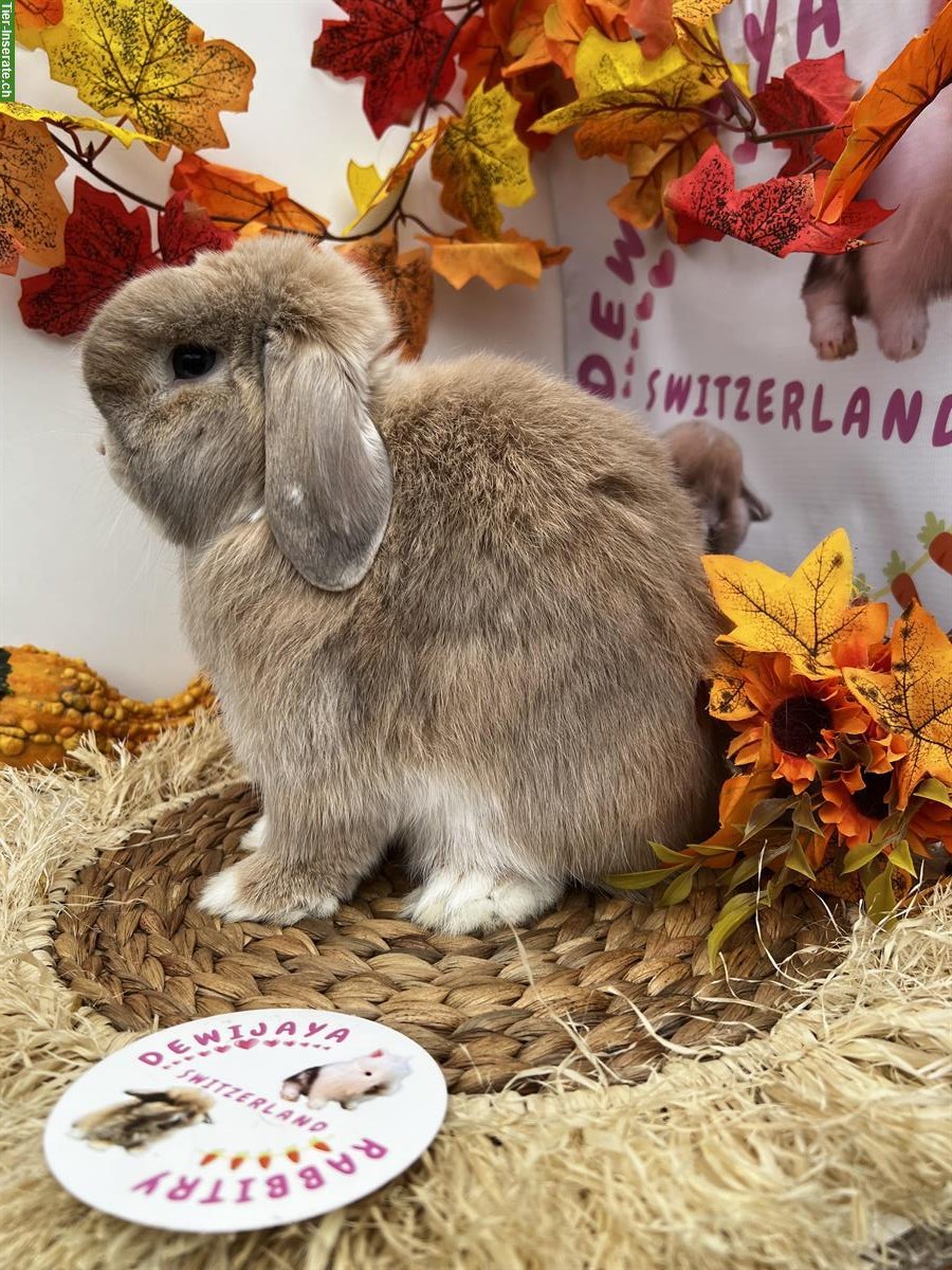 Bild 7: Erwachsene Minilop Zwergwidder Zwergkaninchen zu verkaufen