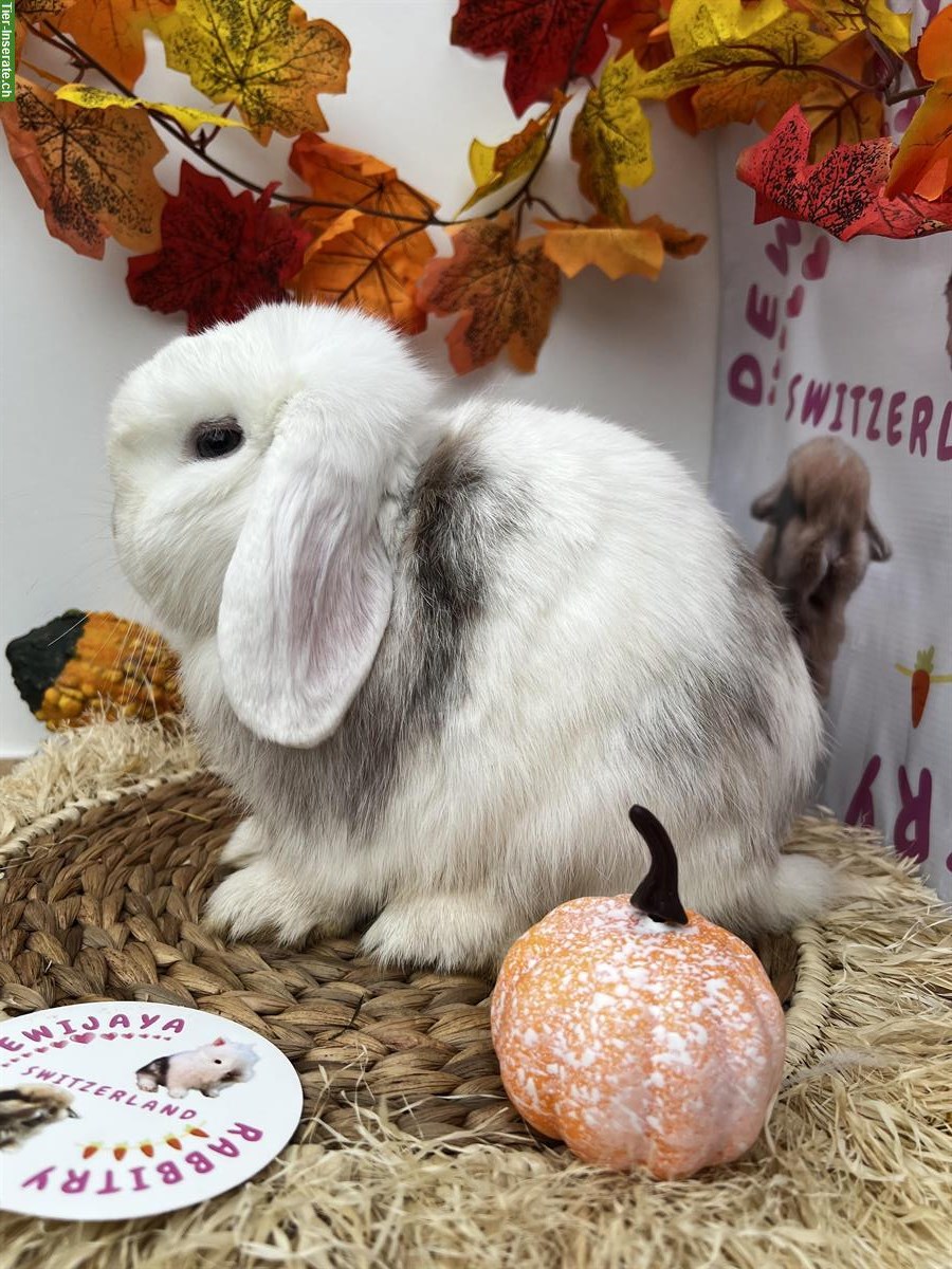 Bild 8: Erwachsene Minilop Zwergwidder Zwergkaninchen zu verkaufen